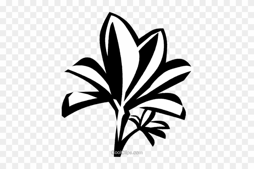 Mangrove Royalty Free Vector Clip Art Illustration - Mangrove Royalty Free Vector Clip Art Illustration #1631850