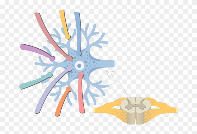 An Image Showing The Synapsing Axons On The Dendrites - Parts Of A Multipolar Neuron #1632514