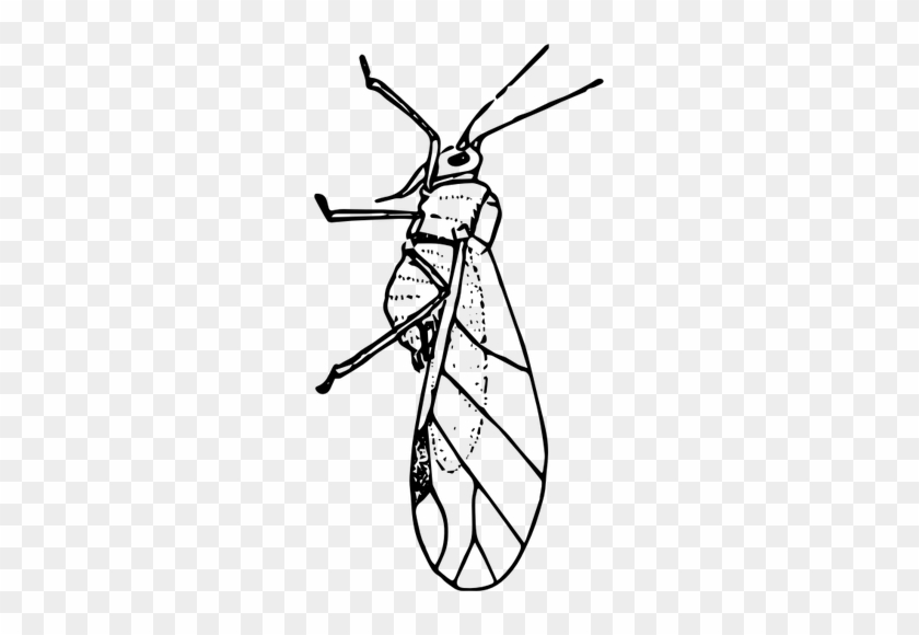 Aphids Cliparts - Clip Art #1632734