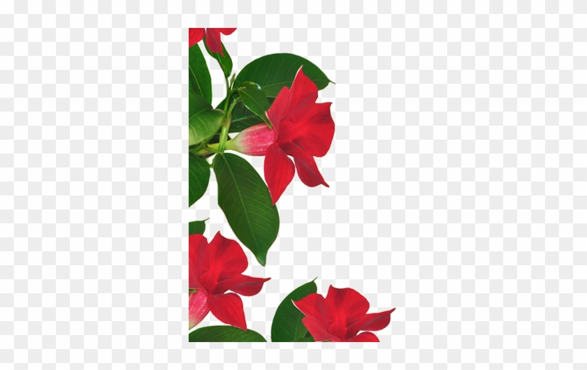 Mandevilla-300×450 - Poinsettia #1636794