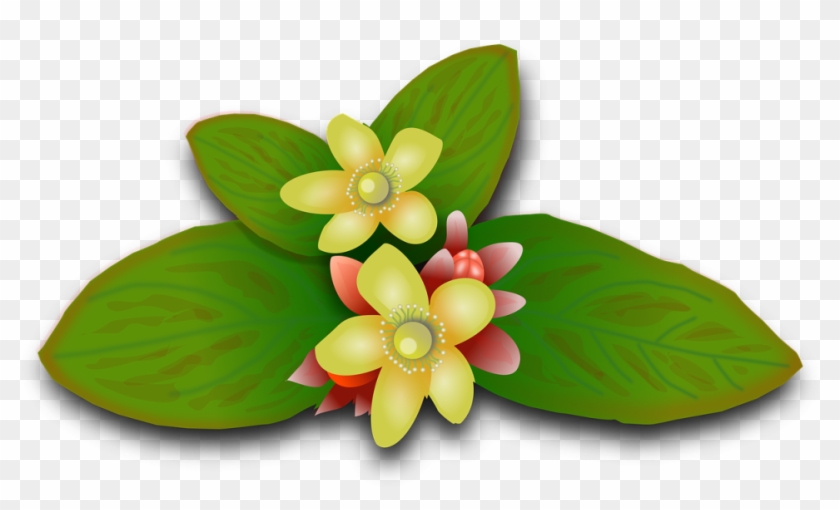 St John's Wort, Plants, Flowers, Floral, Flowery, Herbs - พืช สมุนไพร Png #1636838