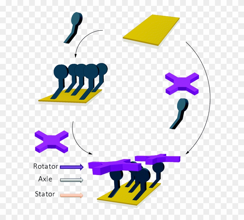 Bottom Up Assembly Of A Surface Anchored Supramolecular - Bottom Up Assembly Of A Surface Anchored Supramolecular #1639820