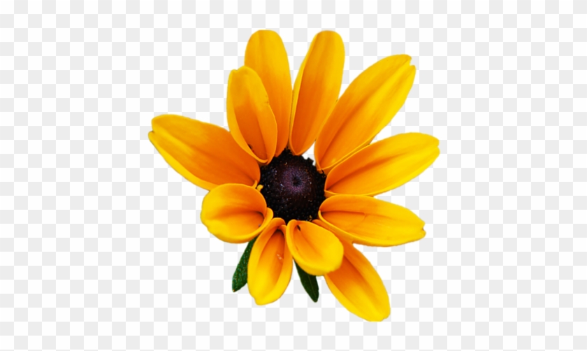 Flower Sticker - Black Eyed Susan Png #1643678