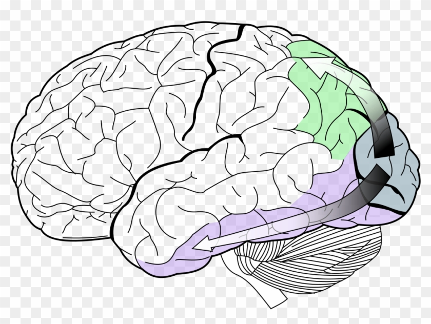 Lobes Of The Brain #1644282