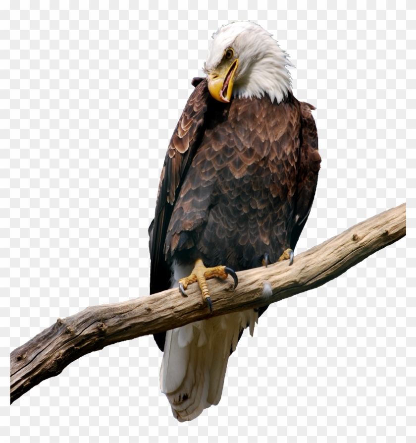 On Branch Png Picture Gallery Yopriceville High - Eagle On Branch #1648032