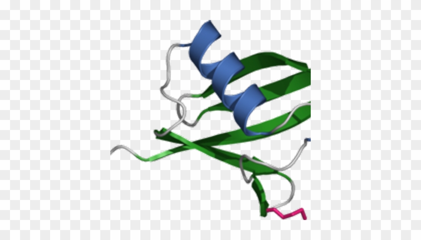 Ubiquigent - Ubiquitin #1650759