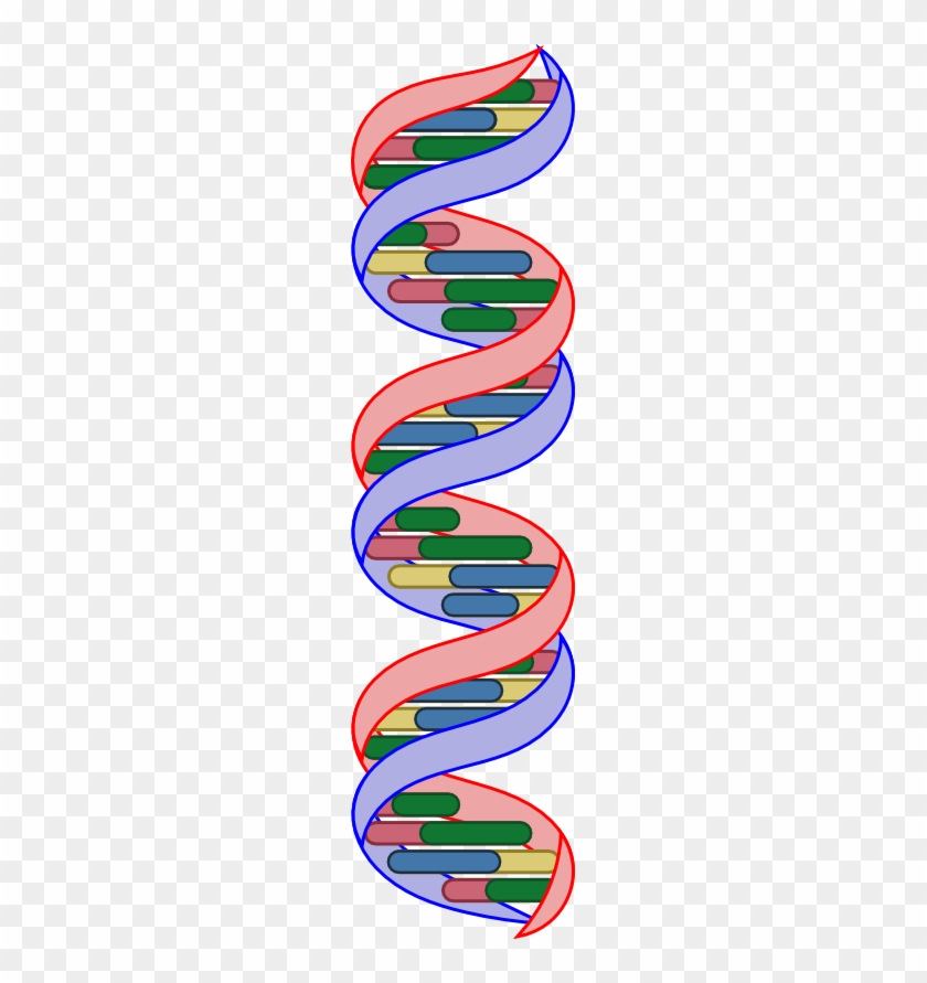 The Dna Bases Are Now Fully Colored - The Dna Bases Are Now Fully Colored #1653572