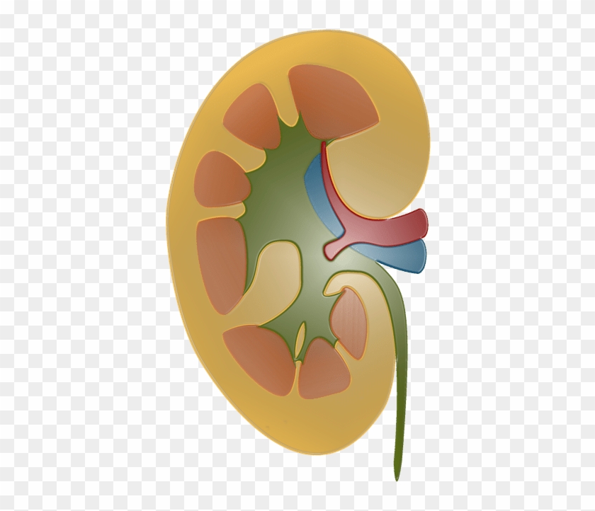 Three Kidney Schemes, Just Illustrating The Basic Structure - Illustration #1655761