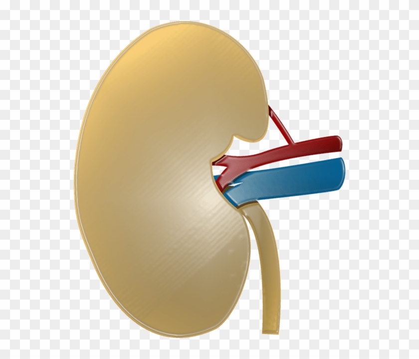 Three Kidney Schemes, Just Illustrating The Basic Structure - Three Kidney Schemes, Just Illustrating The Basic Structure #1655766