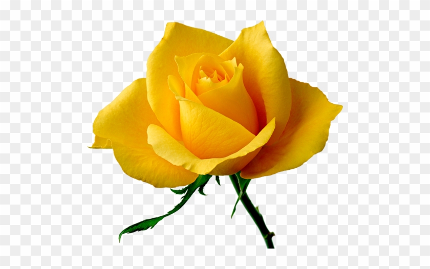 Paint Shop Rose Buds Yellow Roses Rainbow Colors Joyeux Anniversaire Rose Jaune Free Transparent Png Clipart Images Download