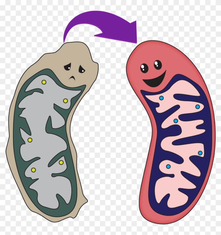 This Could Be You After Voting For Mitochondria - Mitochondrial Png #1660137