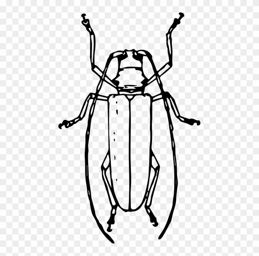 Longhorn Beetle Drawing Volkswagen Beetle Ladybird Emerald Ash Borer