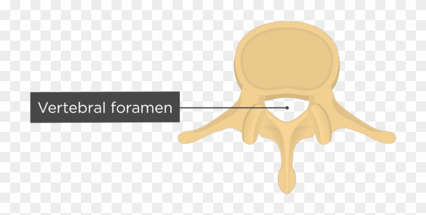 Lumbar Vertebra - Vertebral Foramen - Superior View - Illustration #1667651