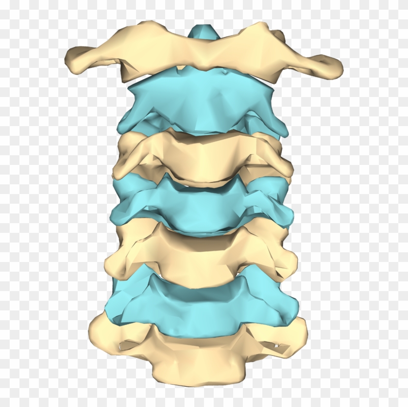 240 × 240 Pixels - Vertebras Cervicales Png #1667671