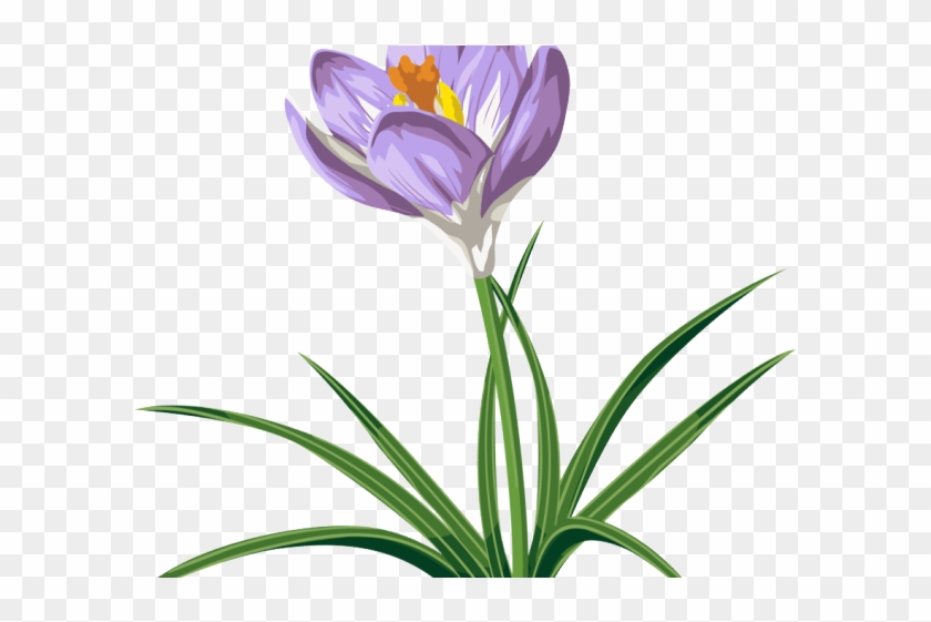 Crocus Clipart Clip Art - Clip Art #1671031