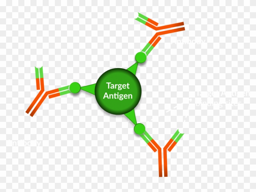 Antigen Deactivation - Antigen Deactivation #1673521