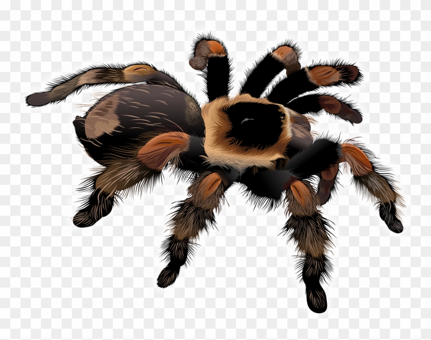 Free Stock Spider Clipart Free Collection Download - Free Stock Spider Clipart Free Collection Download #1673605