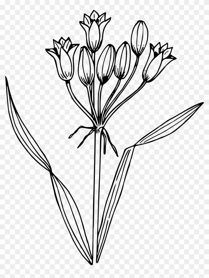 Big Image - Hyacinth Drawing Transparent #1676007