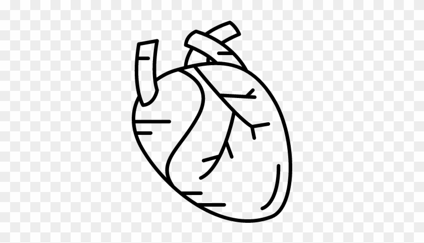 Human Heart ⋆ Free Vectors Logos Icons And Photos Downloads