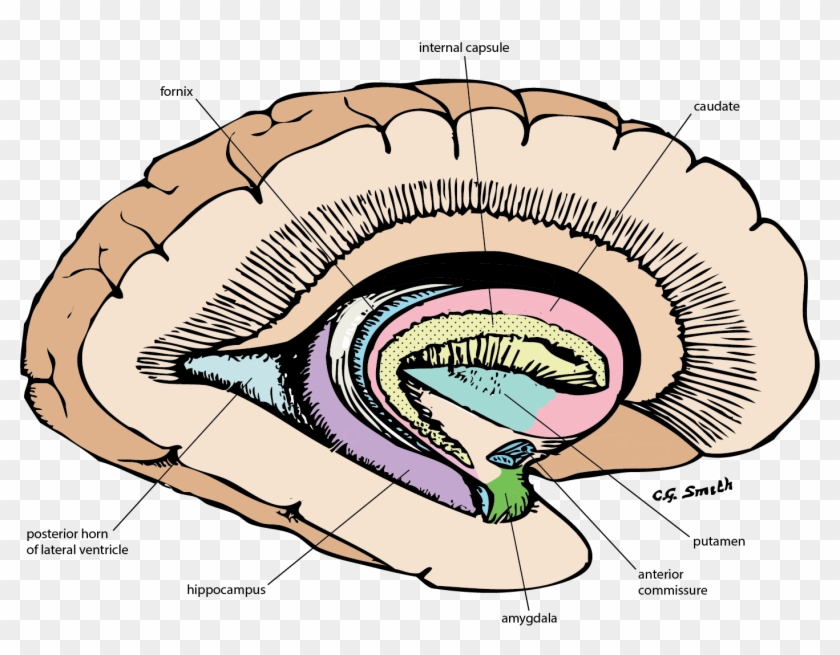 Limbic System #1680704