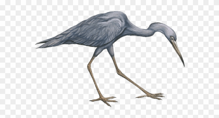 Little Blue Heron Drawing - Little Blue Heron Drawing #1680845