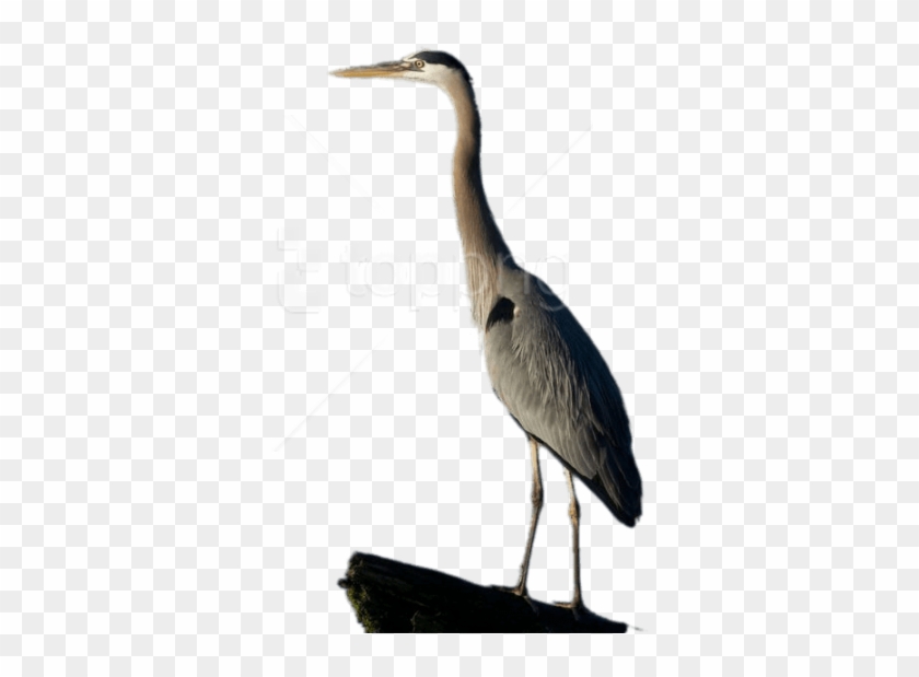 Free Png Download Great Blue Heron Full Size Png Images - Garzas Animadas Png #1680846