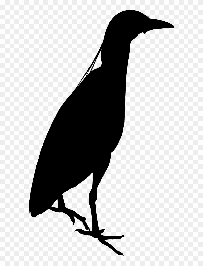 Yellow Crowned Night Heron - Yellow Crowned Night Heron Silhouette #1680869