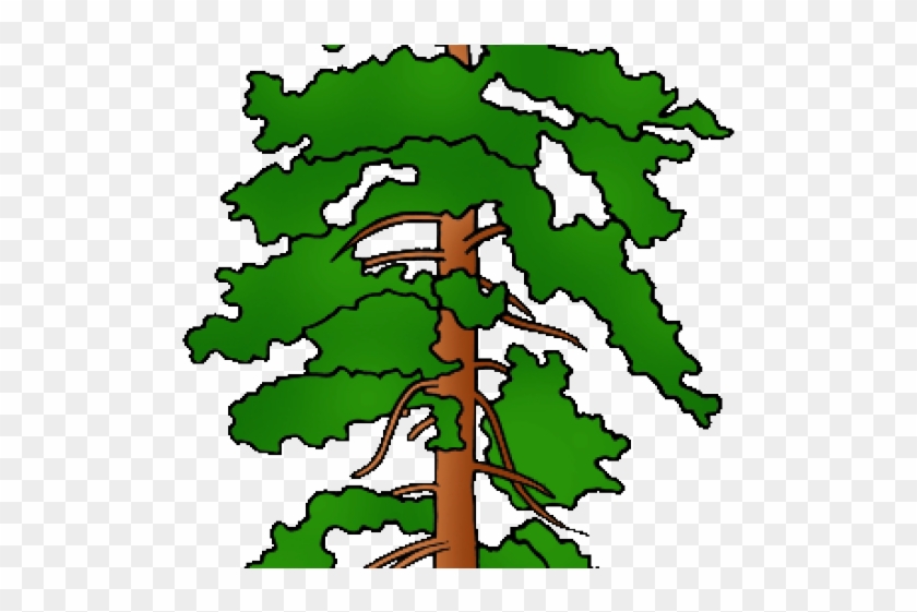 Montana Clipart Cute - Montana Pontorosa Pine #1681133