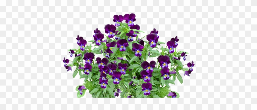 Pansy Free Pictures On Pixabay - Lavender Colour With Flower Background Image Hd Png #1682636