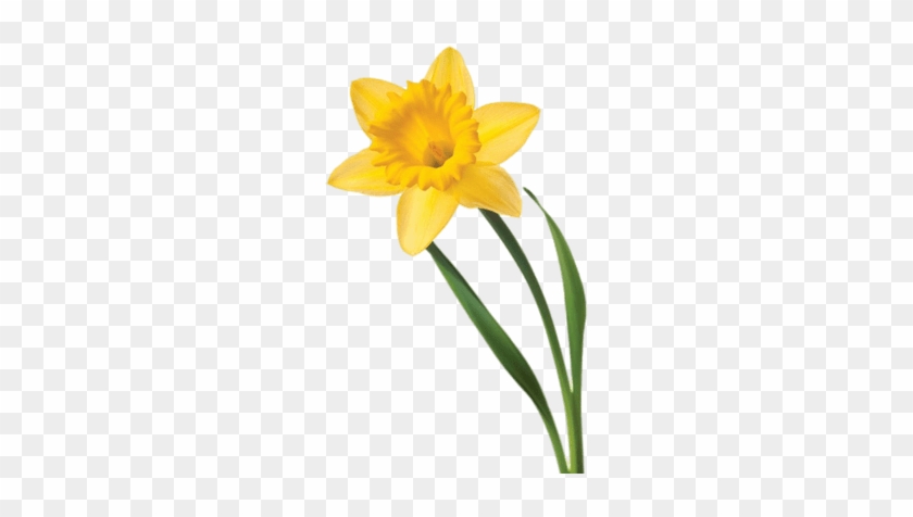 Single Daffodil - Daffodil Transparent - Free Transparent PNG Clipart ...