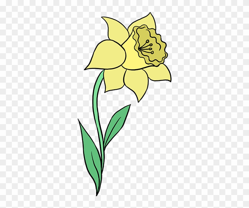 680 X 678 5 - Drawing Of A Daffodil - Free Transparent PNG Clipart ...