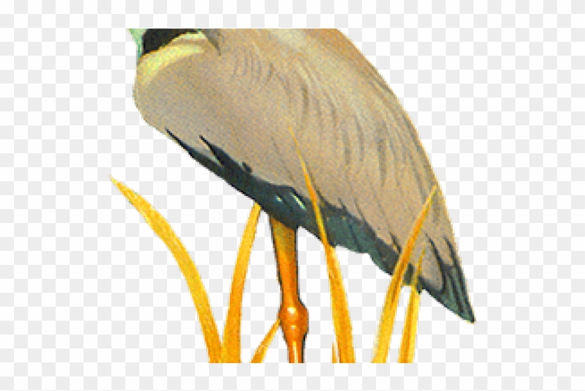 Original - Night Heron #1687025