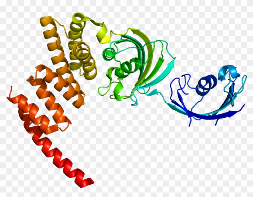 Fkbp5 Protein #1689762