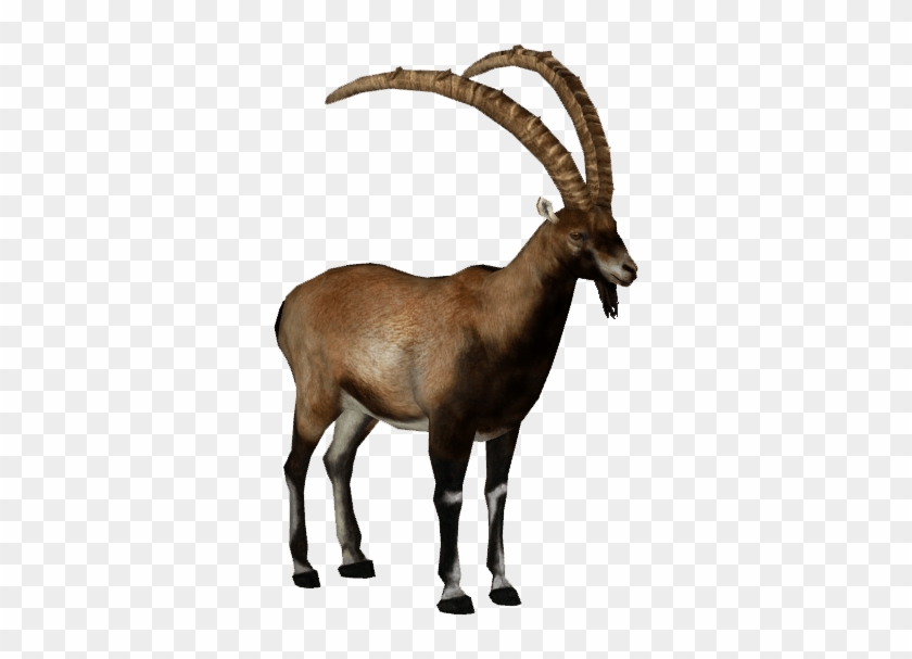 Animals - Ibex - Goat Png Transparent Background #1691238