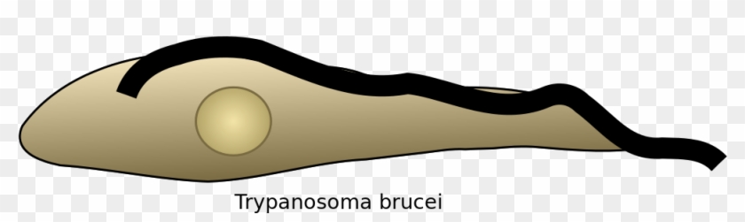 Trypanosoma Cartoon #1691473