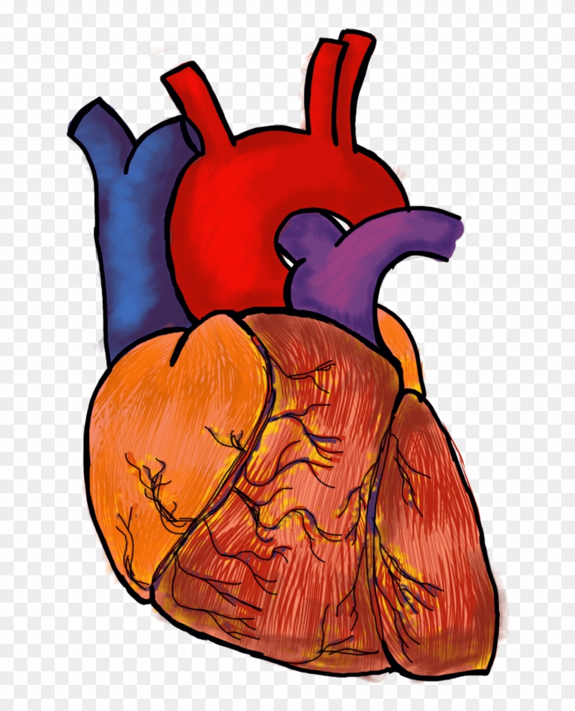 Anatomical Drawing Of A Human Heart by Andrewpinetree on DeviantArt