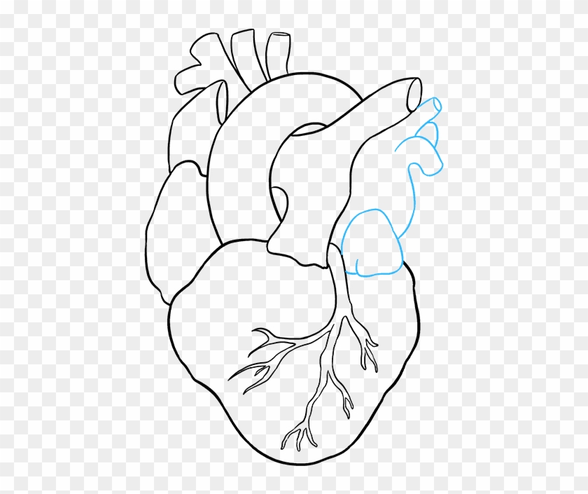 429 X 625 3 - Human Heart Drawing #1694857