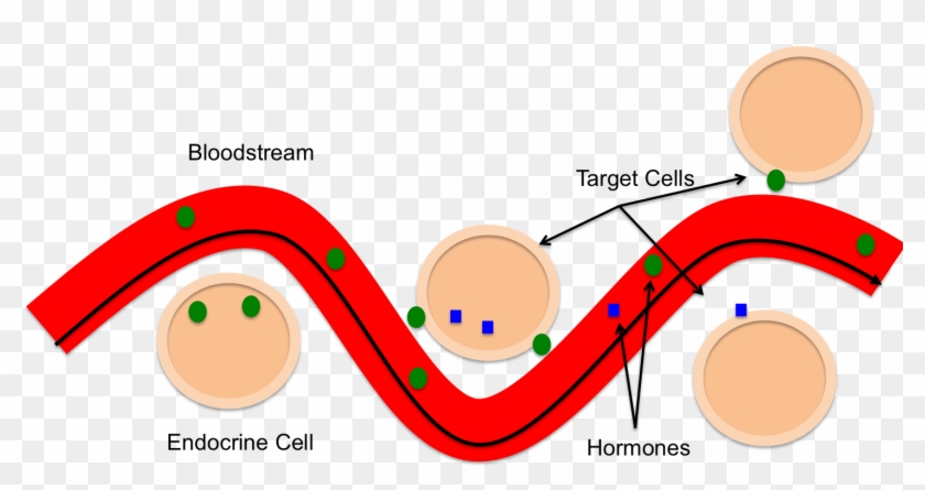 Sream Clipart Distant - Path Of A Hormone #1697631