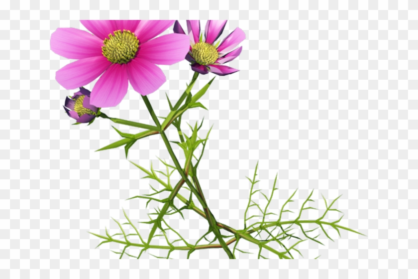 Cosmos Clipart Flower Garden - Clip Art #1697812