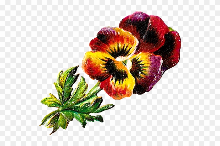 Pansy Botanical Illustration - Wallflower #1705240