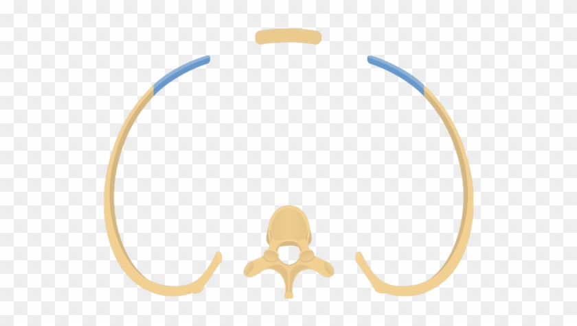 Thoracic T A Vertebra Articulating With Pair - Circle #1705710