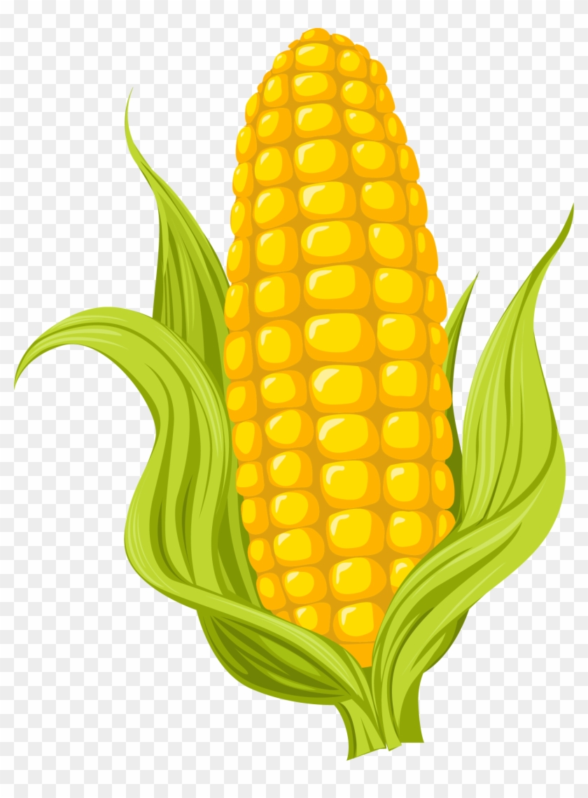 Maize Drawing Photography Illustration - Sweet Corn Pictures Cartoon