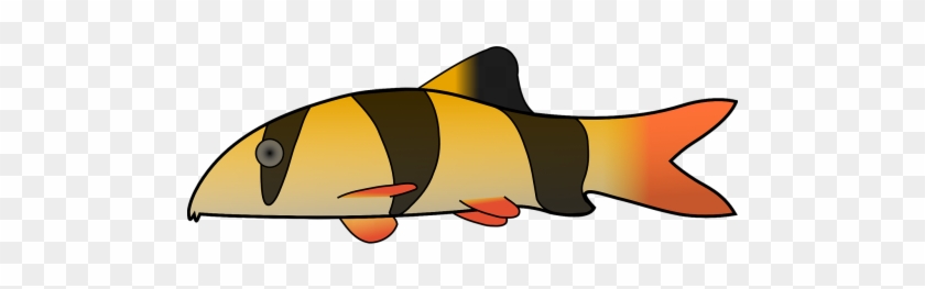 Vector Graphics - Clown Loach Transparent Background #1709454