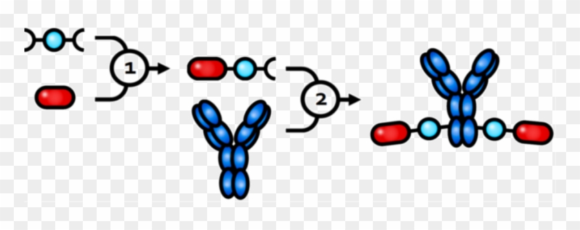 Building An Antibody Drug Conjugate With Lx® Is A Straightforward, - Building An Antibody Drug Conjugate With Lx® Is A Straightforward, #1710705