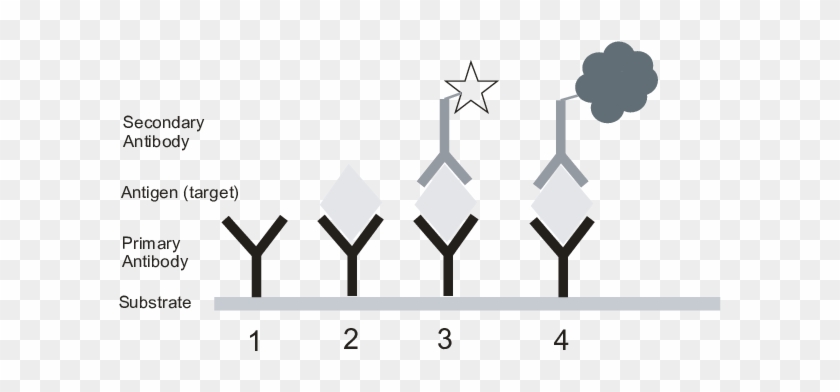 Schematic Principle Of An Antibody-based Immunoassay - Schematic ...