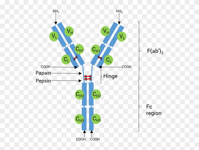 Schematic Structure Of An Antibody - Diagram #1710759