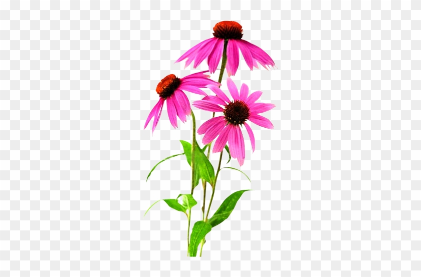 Echinacea Purpurea Plant - Echinacea Plant Png #1718343