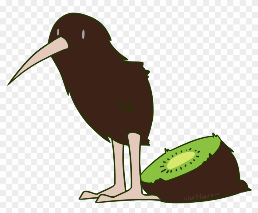 Tag - Kiwis - Coraciiformes #1719259