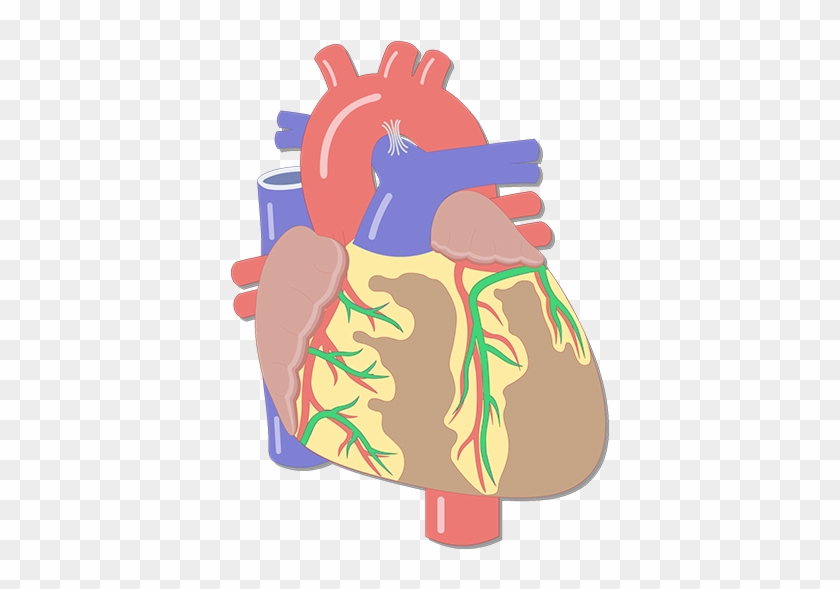 Coronary Artery Png #1723927