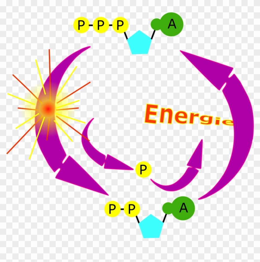 Laurent Cycle Atp - Atp Clipart #1724640